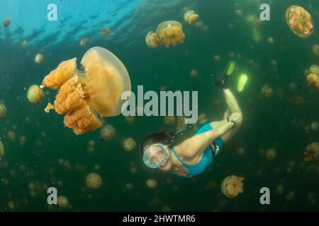 Eine lächelnde weibliche Taucherin unter den goldenen Quallen (Mastigias papua) des Jellyfish Lake, auf der Insel Eil Malk (Republik Palau, Mikronesien). Stockfoto