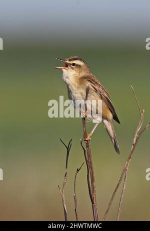 Sedge Warbler (Acrocephalus schoenobaenus) erwachsenes Männchen in Gesang aus der toten Vegetation Eccles-on-Sea, Norfolk, Großbritannien Mai Stockfoto