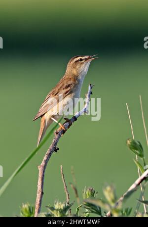 Sedge Warbler (Acrocephalus schoenobaenus) Erwachsener, der auf toterem Zweig in Song Eccles-on-Sea, Norfolk, Großbritannien, thronte Mai Stockfoto