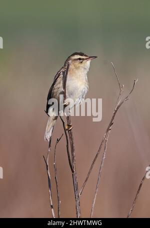 Sedge Warbler (Acrocephalus schoenobaenus) Erwachsener, der auf der toten Vegetation Eccles-on-Sea, Norfolk, Großbritannien, thront Mai Stockfoto