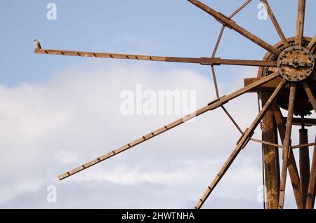 Männlicher gemeiner Turmfalke Falco tinnunculus canariensis, der auf der Klinge einer alten Windmühle thront. Las Tricias. Garafia. La Palma. Kanarische Inseln. Spanien. Stockfoto