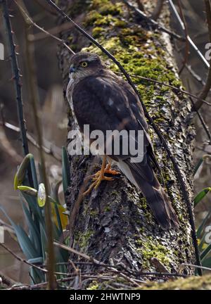 Eurasischer Sparrowhawk (Accipiter nisus nisus), unreif, auf dem moosigen Baumstamm Eccles-on-Sea, Norfolk, Großbritannien März Stockfoto