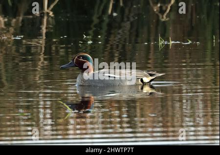 Gewöhnliches blaues (Anas crecca crecca) erwachsenes Männchen am Teich Eccles-on-Sea, Norfolk, Großbritannien März Stockfoto