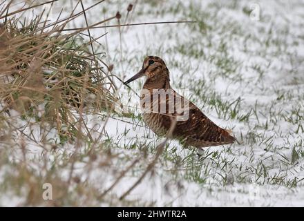 Eurasischer Waldhahn (Scolopax rusticola), Erwachsener mit Kurzschnabel, Futter im Schnee Eccles-on-Sea, Norfolk, Großbritannien Februar Stockfoto