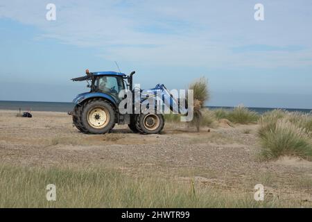 Moving Marram Grass during Remodeling of Beach to improve LittleTern Nisthabitat Eccles-on-Sea, Norfolk, UK Oktober Stockfoto