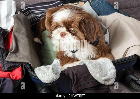 Shih Tzu Welpe trägt eine Fliege und blickt zur Seite, über einen offenen Koffer. Stockfoto