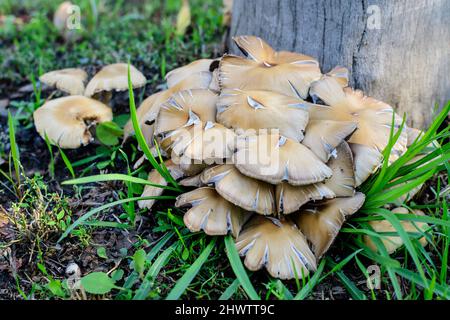 Nahaufnahme von vielen kleinen braunen Pilzen in der Nähe eines alten Baumes in einem Wald, an einem sonnigen Sommertag, fotografiert mit selektivem Fokus Stockfoto