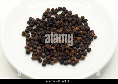 Schwarzer Pfeffer, Pfefferstrauch, Schwarzer Pfeffer, Piper nigrum, fekete bors Stockfoto