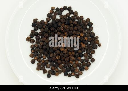 Schwarzer Pfeffer, Pfefferstrauch, Schwarzer Pfeffer, Piper nigrum, fekete bors Stockfoto