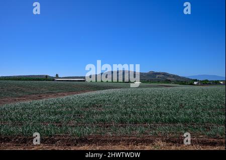 Junge Zwiebelplantage. Grüner Pfeffer Feld in der Dominikanischen Republik an sonnigen Tag. Landwirtschaft in der karibik. Agrargebiet mit Zwiebelgemüse. Stockfoto