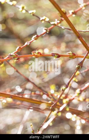 Nahaufnahme von Tautropfen auf einem tupfenden Weidenstrauch im Februar. Stockfoto