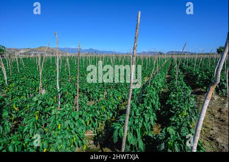 Pfefferplantage. Gelbes Pfefferfeld in der Dominikanischen Republik an sonnigen Tagen. Landwirtschaft in der karibik. Agrargebiet mit Pfeffergemüse. Stockfoto