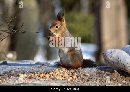 Rotes Eichhörnchen (Sciurus vulgaris), das Nüsse auf der Friedhofsmauer frisst Stockfoto