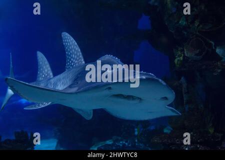 Hai-Ray (lateinischer Name Rhina ancylostoma) in einem dunklen Wasser. Stockfoto