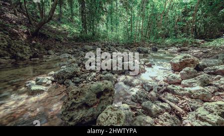 Berglauf zwischen riesigen Felsen in weald. Bergrill im Morast mit tropischen Pflanzen und frischen Kräutern. Wildtiere in exotischem wildholz mit Fluss ston Stockfoto