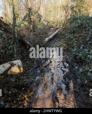 Intime Landschaft des Flusses Wandle im Beddington Park, Greater London, England Stockfoto