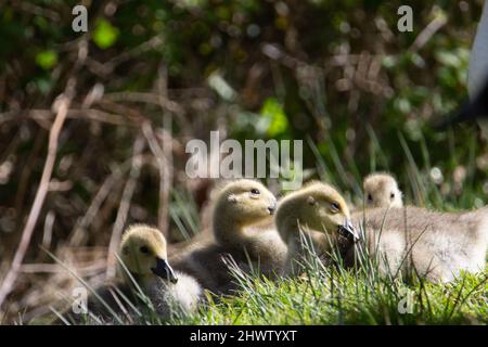 Kanadagans (Branta canadensis) Gänse ruhen im Sonnenschein mit Gras und Pflanzen im Hintergrund Stockfoto