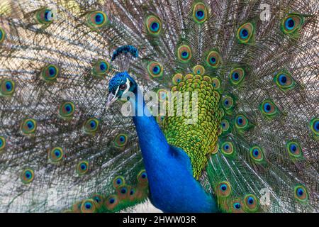 Schöne bunte Pfau Vogel. Der Pfau hat einen ausgestreckten Schwanz. Es gibt farbige Augen auf dem Schwanz. Stockfoto