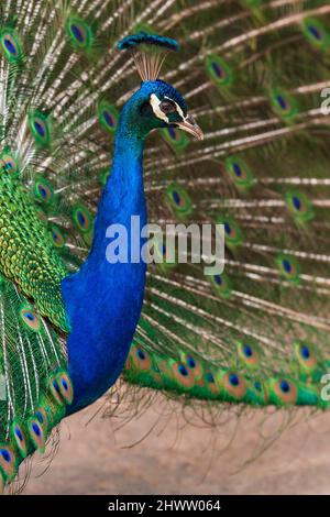 Portrait von Pavo cristatus - Pfau mit ausgestrecktem Schwanz Stockfoto