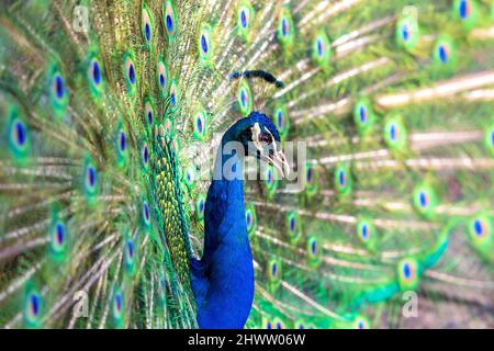 Schöne bunte Pfau Vogel. Kopfporträt. Der Schwanz des Pfaus ist hinter ihm. Stockfoto