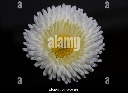 Nahaufnahme weiße Blüte Bellis perennis L. Familie compositae modernen botanischen Hintergrund hohe Qualität großen Druck Stockfoto