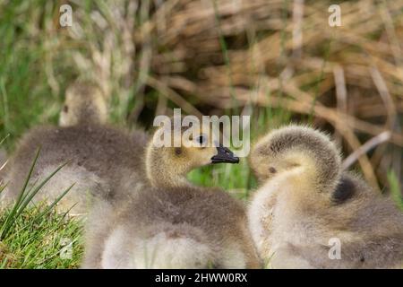 Drei Gänse Kanadas (Branta canadensis) ruhen im Morgensonne mit Gras und Stroh im Hintergrund Stockfoto