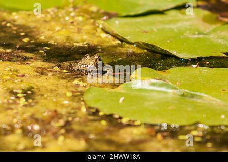 Bufo bufo - die Kröte wird auf der Oberfläche des Reservoirs erhitzt. Es gibt eine Reflexion im Wasser. Stockfoto