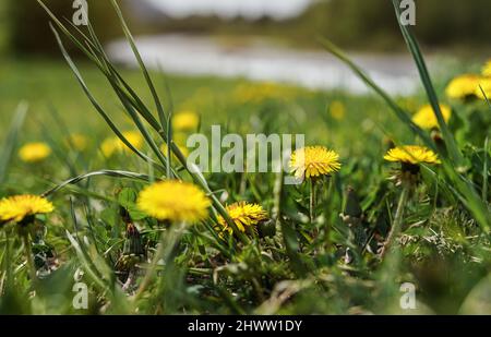 Gelbe Elendelion Blume wächst in niedrigem Gras, Nahaufnahme Detail Foto Stockfoto