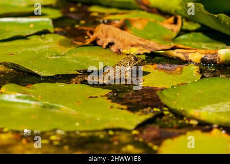 Bufo bufo - die Kröte wird auf der Oberfläche des Reservoirs erhitzt. Es gibt eine Reflexion im Wasser. Stockfoto