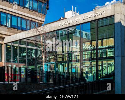 Cambridge University Museum für Zoologie - wiedereröffnet Jun 2018 nach 4 Jahr renoviert werden. Hauptgebäude ist die renovierte David Attenborough Gebäude. Stockfoto