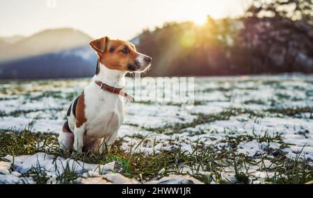 Der kleine Jack Russell Terrier sitzt auf einer grünen Graswiese mit Schneeflecken während des eisigen Wintertages, die Sonne scheint über die Hügel hinter ihr Stockfoto