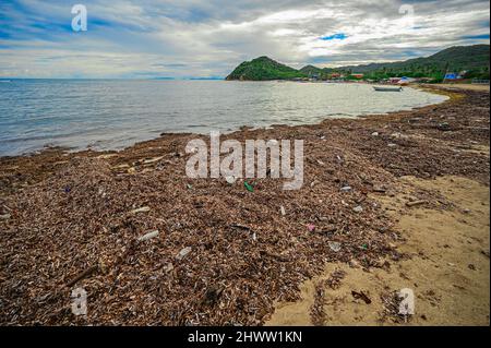 Müll und Algen am Strand der Dominikanischen Republik, Umweltprobleme, Plastik, Müllentsorgung im Meer, Fotografie, Weitwinkel, Stockfoto