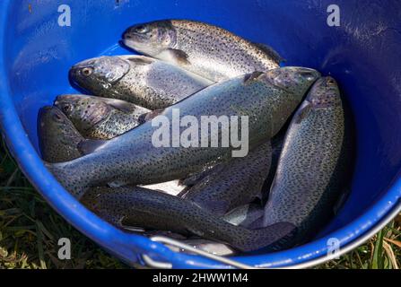 Frisch gefangener gezüchteter Regenbogenforellenfisch im blauen Korb Stockfoto