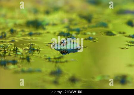 Frosch - Anuras Kopf liegt im Wasser, schöne Augen sind zu sehen und das Bild spiegelt sich im Wasser. Foto hat schönes Bokeh. Stockfoto