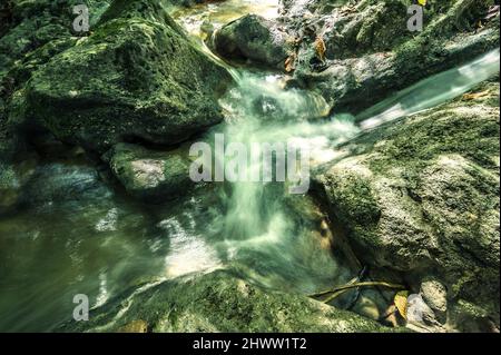 Berglauf zwischen riesigen Felsen in weald. Bergrill im Morast mit tropischen Pflanzen und frischen Kräutern. Wildtiere in exotischem wildholz mit Fluss ston Stockfoto