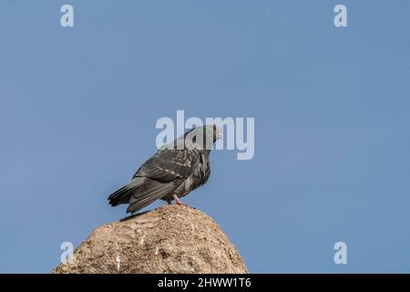 Columba - Taube sitzt auf Stein und Hintergrund ist blauer Himmel ohne Wolken. Stockfoto