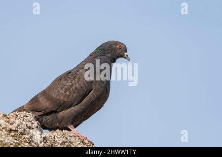 Columba - Taube sitzt auf Stein und Hintergrund ist blauer Himmel ohne Wolken. Stockfoto