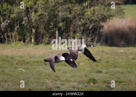 Zwei Kanadagans (Branta canadensis), die von einem Feld mit einer Hecke im Hintergrund abheben Stockfoto