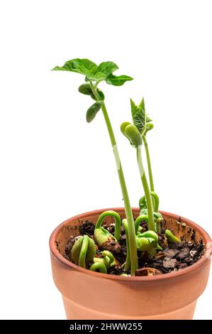 Vertikale Aufnahme von überfüllten Bohnensprossen mit Fokus auf den unteren Sprossen. Auf weißem Hintergrund mit Kopierbereich. Stockfoto