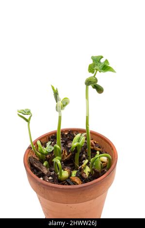 Vertikale Aufnahme einer Gruppe von Bohnensprossen in einem Tonbot, isoliert auf Weiß mit Kopierraum. Stockfoto