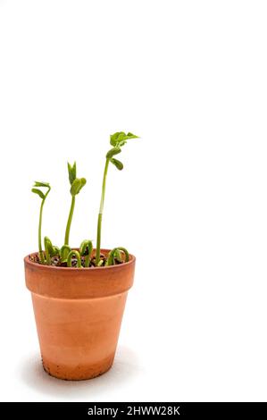 Vertikale Aufnahme eines Bohnensamens, der auf weißem Hintergrund mit Kopierfläche wächst. Stockfoto