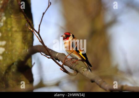 Goldfinch thronte an einem sonnigen Frühlingstag auf einem Baumzweig. County Durham, England, Großbritannien. Stockfoto