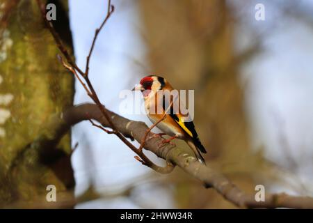 Goldfinch thronte an einem sonnigen Frühlingstag auf einem Baumzweig. County Durham, England, Großbritannien. Stockfoto
