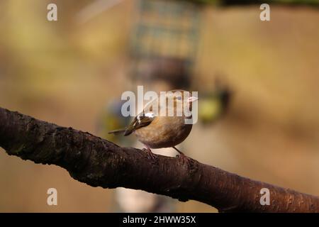 Weibliche Chaffinch thronte an einem sonnigen Frühlingstag in einer Zweigstelle, Grafschaft Durham, England, Großbritannien Stockfoto