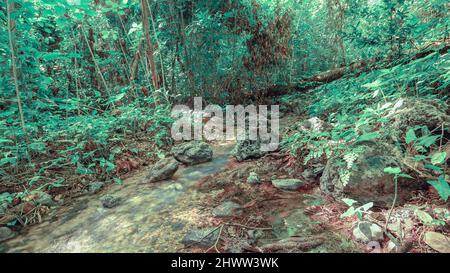 Berglauf zwischen riesigen Felsen in weald. Bergrill im Morast mit tropischen Pflanzen und frischen Kräutern. Wildtiere in exotischem wildholz mit Fluss ston Stockfoto