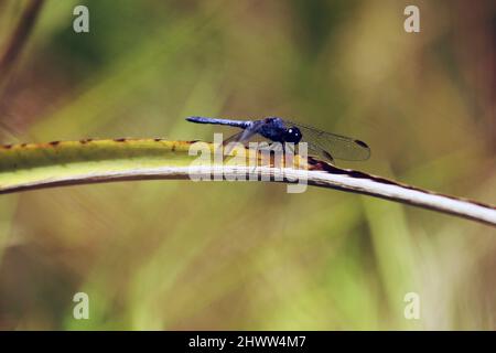 Nahaufnahme einer Libelle nach der Landung. Das Foto ist von oben nach unten zu sehen, die Flügel sind transparent blau. Die Landung erfolgte auf einem Busch neben einem Fluss. Stockfoto