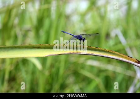 Nahaufnahme einer Libelle nach der Landung. Das Foto ist von oben nach unten zu sehen, die Flügel sind transparent blau. Die Landung erfolgte auf einem Busch neben einem Fluss. Stockfoto