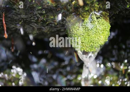 Nahaufnahme eines Busches, der unter dem Wasser eines Wasserfalls wächst. Ein besonderes Detail der Natur, hüpfende Wassertropfen und Boke im Hintergrund. Stockfoto