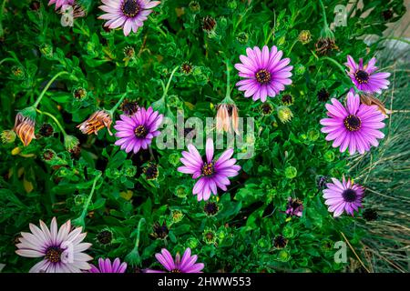 Öffnen Sie die osteospermum-Blüten Stockfoto