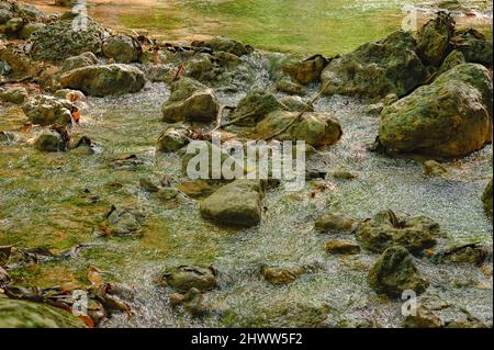 Berglauf zwischen riesigen Felsen in weald. Bergrill im Morast mit tropischen Pflanzen und frischen Kräutern. Wildtiere in exotischem wildholz mit Fluss ston Stockfoto